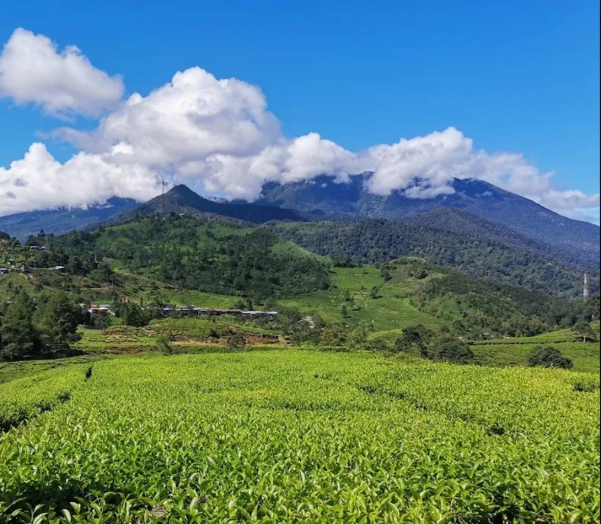 The Ciliwung Tea Bogor